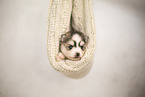 Pomsky