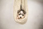 Pomsky