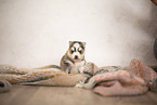 Pomsky