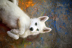 Pomsky