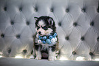 Pomsky