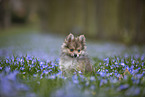 Pomsky