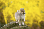 Pomsky