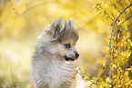 Pomsky