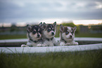 Pomsky