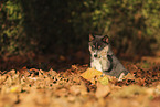 Pomsky Puppy