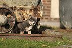 Pomsky Puppy