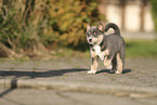 Pomsky Puppy