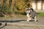 Pomsky Puppy