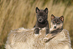 Pomsky Puppy