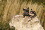 Pomsky Puppy