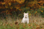 Pomsky puppy