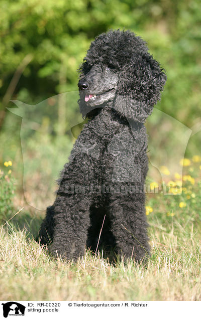 sitzender Pudel / sitting poodle / RR-00320