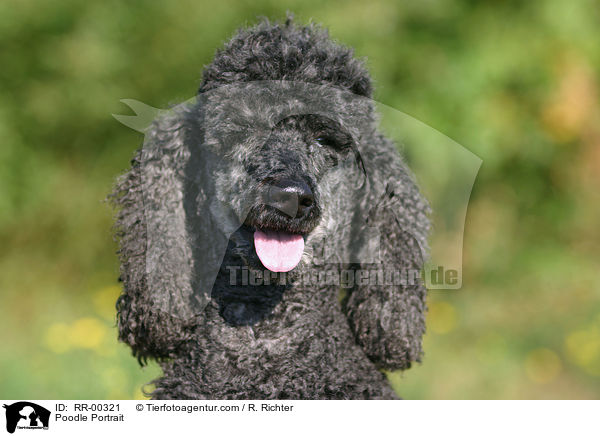 Pudel / Poodle Portrait / RR-00321