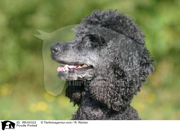 Pudel / Poodle Portrait / RR-00322