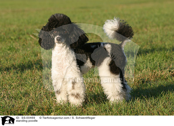 stehender Harlekin Pudel / standing poodle / SS-00469