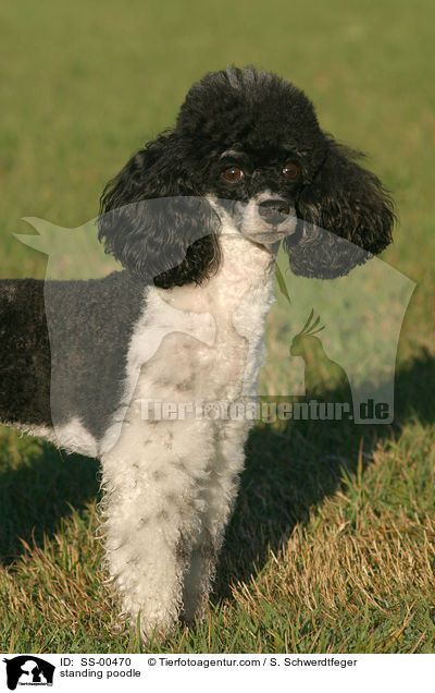 stehender Harlekin Pudel / standing poodle / SS-00470