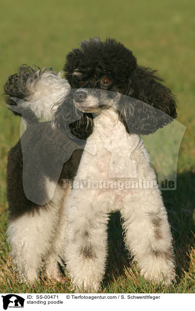 stehender Harlekin Pudel / standing poodle / SS-00471