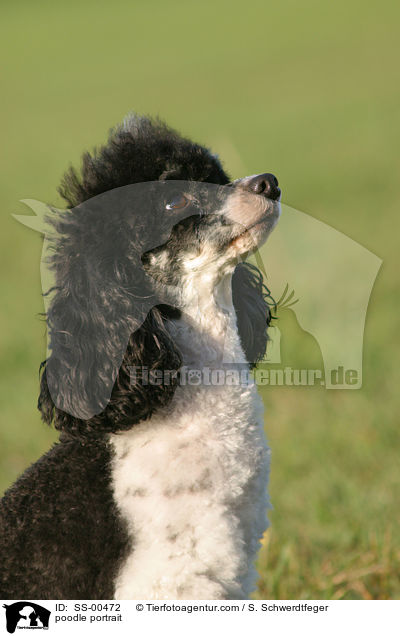Harlekin Pudel Portrait / poodle portrait / SS-00472