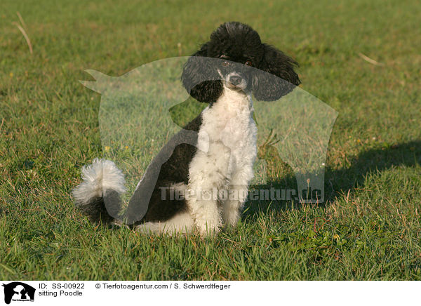 sitzender Harlekin Pudel / sitting Poodle / SS-00922