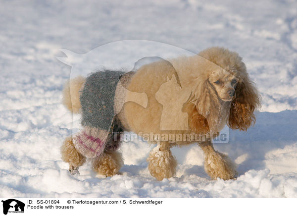 Pudel mit Hose / Poodle with trousers / SS-01894
