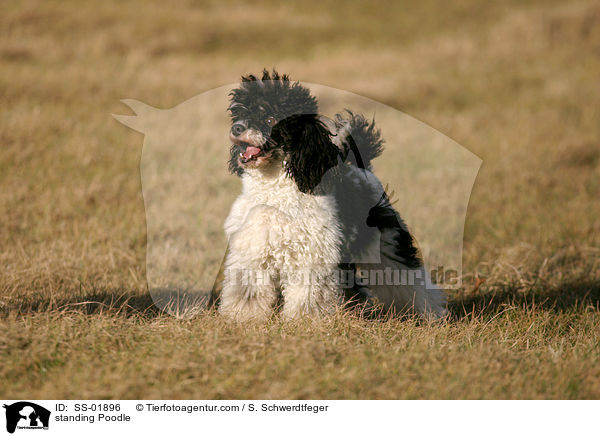 stehender Harlekin Pudel / standing Poodle / SS-01896