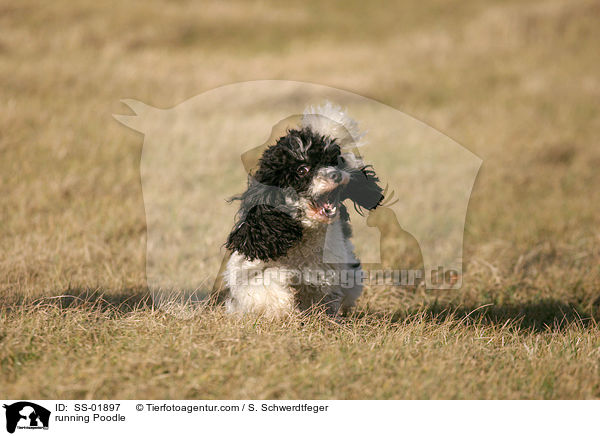 rennender Harlekin Pudel / running Poodle / SS-01897