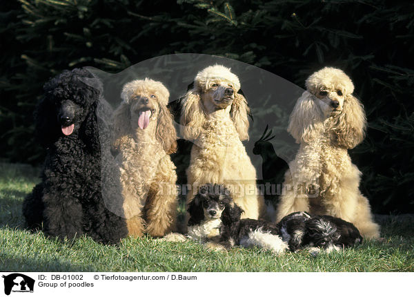 Pudelgruppe / Group of poodles / DB-01002