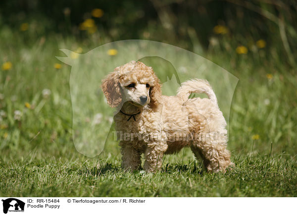 Poodle Puppy / RR-15484