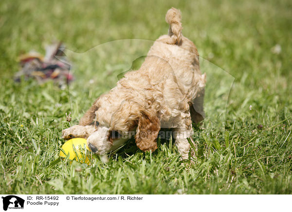 Pudel Welpe / Poodle Puppy / RR-15492