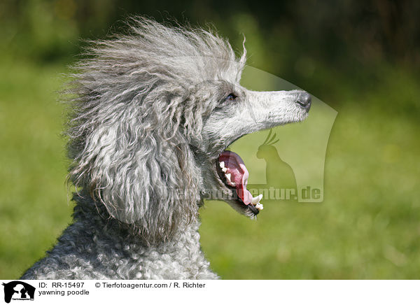 yawning poodle / RR-15497