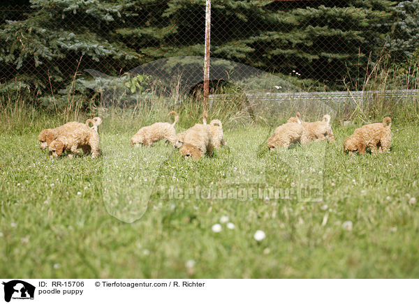 Pudel Welpe / poodle puppy / RR-15706