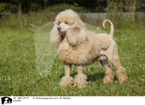 Pudel / poodle / RR-15717