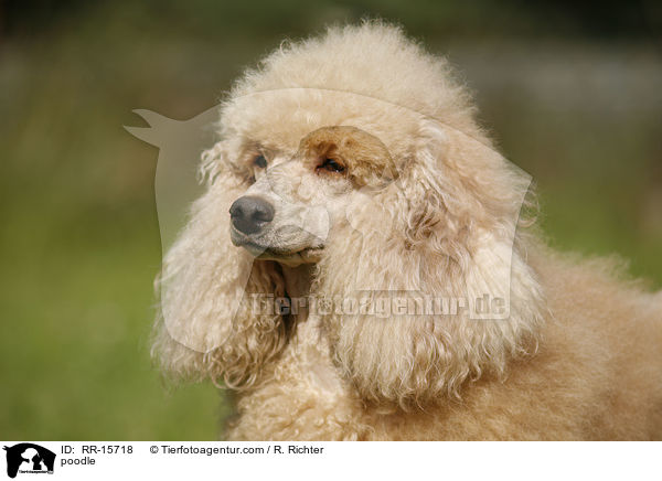 Pudel / poodle / RR-15718