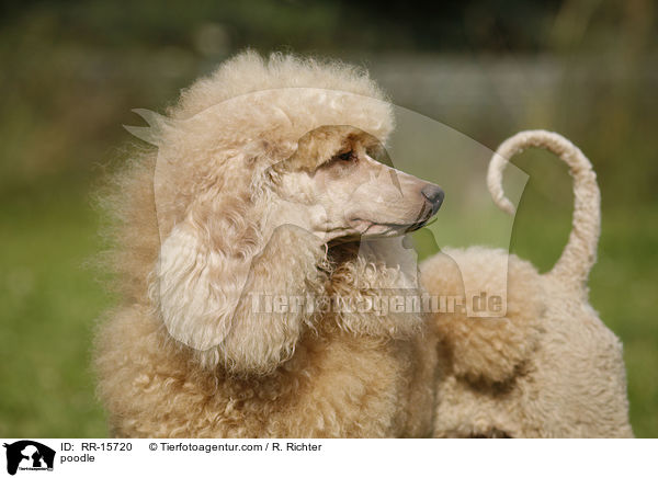 Pudel / poodle / RR-15720