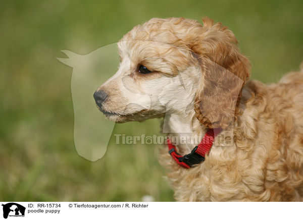 poodle puppy / RR-15734