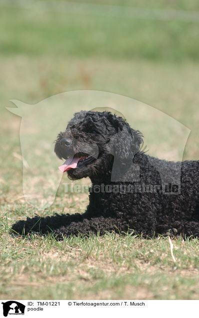 poodle / TM-01221