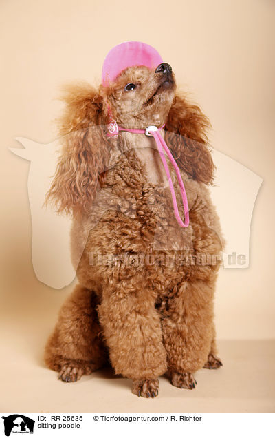 sitzender Pudel / sitting poodle / RR-25635