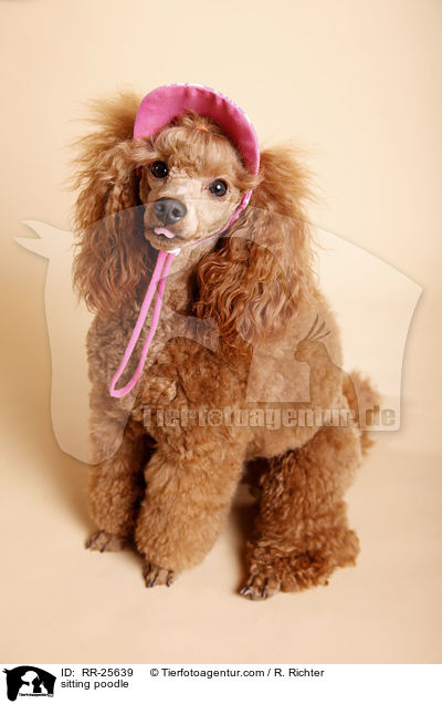 sitzender Pudel / sitting poodle / RR-25639