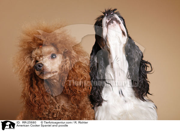American Cocker Spaniel und Pudel / American Cocker Spaniel and poodle / RR-25680