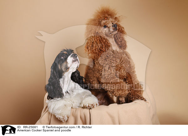 American Cocker Spaniel und Pudel / American Cocker Spaniel and poodle / RR-25681