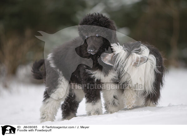 Pudel mit Powderpuff / Poodle with Powderpuff / JM-08085