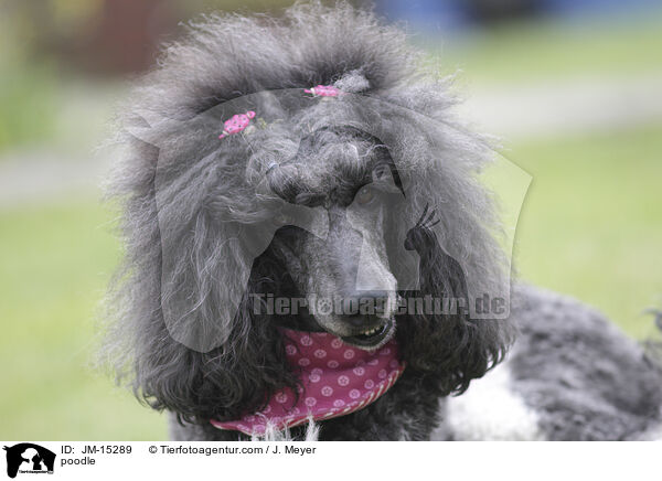 Pudel / poodle / JM-15289