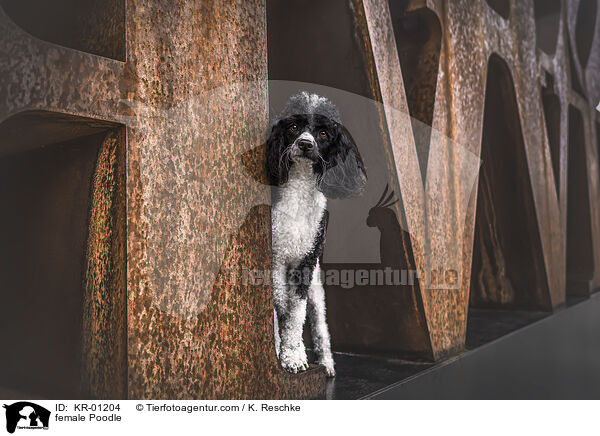 Pudel Hndin / female Poodle / KR-01204