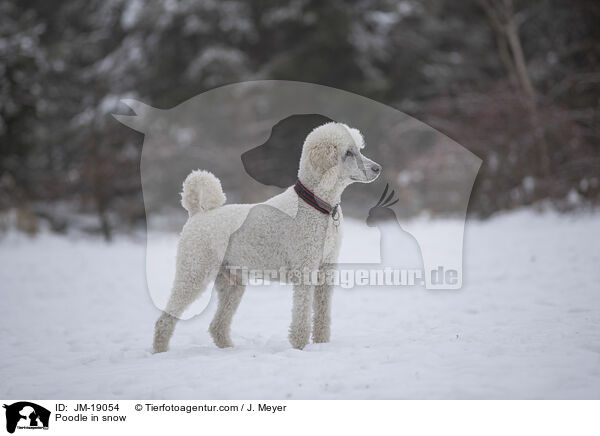 Poodle in snow / JM-19054