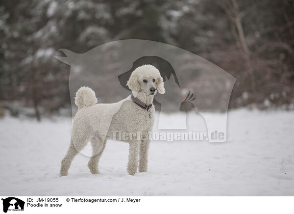 Pudel im Schnee / Poodle in snow / JM-19055