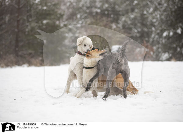 Poodle in snow / JM-19057