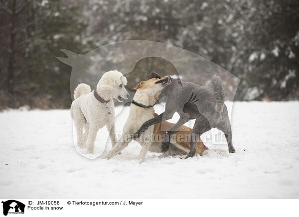 Poodle in snow / JM-19058