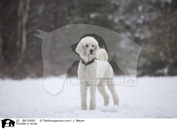 Pudel im Schnee / Poodle in snow / JM-19060