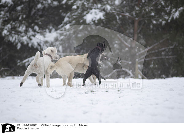 Pudel im Schnee / Poodle in snow / JM-19062